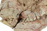 Unprepared, Fossil Oreodont (Merycoidodon) Skull - South Dakota #249263-2